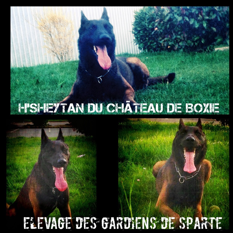H'sheytan du Chateau de Boxie